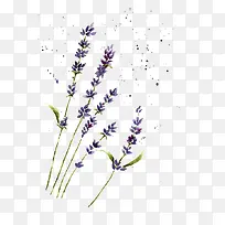 紫色薰衣草-空若网 紫色薰衣草-空若网