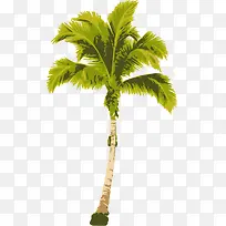 秋天的槟榔树-空若网 秋天的槟榔树-空若网