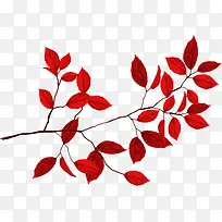 红叶-空若网 红叶-空若网