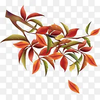 ��֦��Ҷ-������