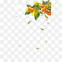 树叶-空若网 树叶-空若网