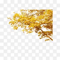 »ÆÉ«ÇïÌì´óÊ÷-¿ÕÈôÍø »ÆÉ«ÇïÌì´óÊ÷-¿ÕÈôÍø