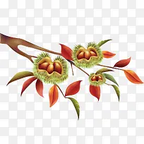 板栗树枝-空若网 板栗树枝-空若网