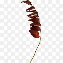 ��Ҷ��֦-������