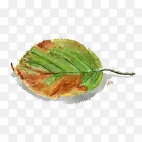 水彩枯叶-空若网 水彩枯叶-空若网