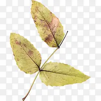 树枝树叶-空若网 树枝树叶-空若网