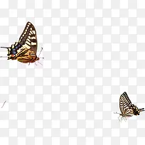 时尚简约蝴蝶手绘-空若网 时尚简约蝴蝶手绘-空若网