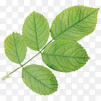 �滭��Ҷʱ�м�Լ����-������