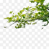 �ִ���Լ��ɫ��֦-������