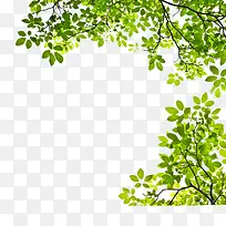 �ִ���Լ��ɫ��֦-������