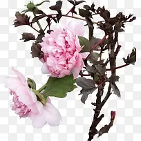 粉色分层花朵植物树枝-空若网 粉色分层花朵植物树枝-空若网