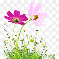 粉色淡雅时尚花朵植物-空若网 粉色淡雅时尚花朵植物-空若网