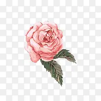 手绘粉色水彩花-空若网 手绘粉色水彩花-空若网