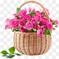 ��ɫ�ɰ����仨��-������