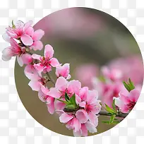 粉色花朵美景角度设计摄影-空若网 粉色花朵美景角度设计摄影-空若网