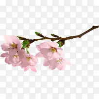 ·ÛÉ«¿É°®´ºÌìÊ¢¿ª»¨¶äÊ÷Ö¦-¿ÕÈôÍø ·ÛÉ«¿É°®´ºÌìÊ¢¿ª»¨¶äÊ÷Ö¦-¿ÕÈôÍø