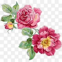 ��ɫˮ�ʻ���ֲ��װ�ΰ���-������