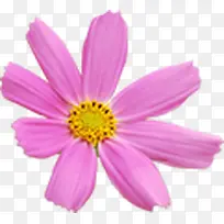 粉色可爱美丽花朵-空若网 粉色可爱美丽花朵-空若网