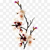 粉色花朵树枝装饰-空若网 粉色花朵树枝装饰-空若网