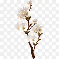 ��ɫ���»�����֦-������