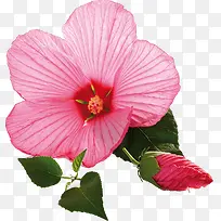 ��ɫ������Ӱ��д-������