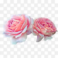 粉色花朵创意高清-空若网 粉色花朵创意高清-空若网
