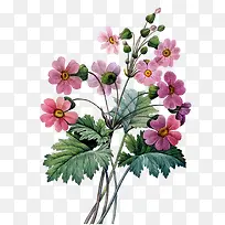 时尚粉色花朵植物-空若网 时尚粉色花朵植物-空若网