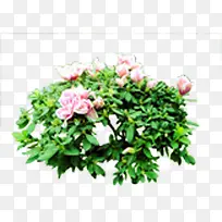 ��ɫ�ɰ����廨��-������