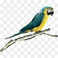 绿色金刚鹦鹉树枝手绘-空若网 绿色金刚鹦鹉树枝手绘-空若网