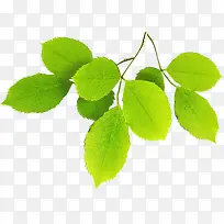 �ֻ洺����Ҷ��֦-������