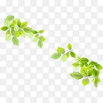 春天清新手绘树枝装饰-空若网 春天清新手绘树枝装饰-空若网