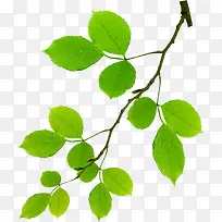 生机手绘绿色树枝-空若网 生机手绘绿色树枝-空若网