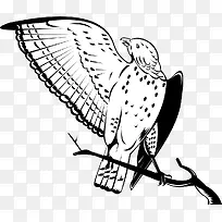 矢量手绘树枝上的鹰-空若网 矢量手绘树枝上的鹰-空若网