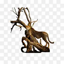 ���Ӻ���֦-������