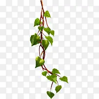 手绘树根树叶-空若网 手绘树根树叶-空若网