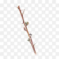 棕色带刺枯树枝-空若网 棕色带刺枯树枝-空若网