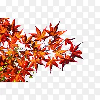 红色枫叶树枝手绘-空若网 红色枫叶树枝手绘-空若网