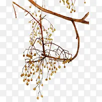 手绘树枝矢量素材-空若网 手绘树枝矢量素材-空若网