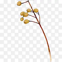 �ֻ���ɫ��֦-������