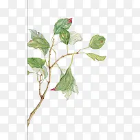 手绘水彩树枝-空若网 手绘水彩树枝-空若网