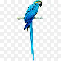 ��ɫ����-������