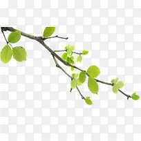 开学季手绘树叶树枝-空若网 开学季手绘树叶树枝-空若网