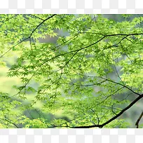 ��Ҷ��֦����-������