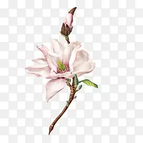 手绘树枝上的白色花卉-空若网 手绘树枝上的白色花卉-空若网