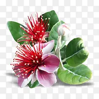 花卉矢量图素材植物花卉素材-空若网 花卉矢量图素材植物花卉素材-空若网