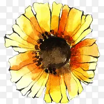 水彩植物-空若网 水彩植物-空若网