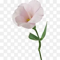 ��ͨװ���ز�ֲ�ﻨ���ز�-������