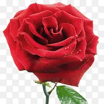 �ֻ滨���ز�-������