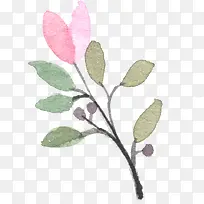 手绘植物-空若网 手绘植物-空若网