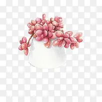 手绘植物-空若网 手绘植物-空若网